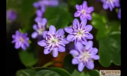造梦西游2七彩袍紫色花瓣怎么得？造梦西游2紫色花瓣怎么得到？