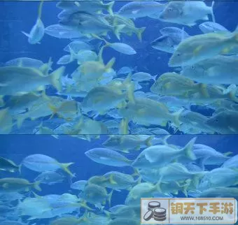 深海水族馆快速得蛋糕 深海水族馆独家蛋糕速配