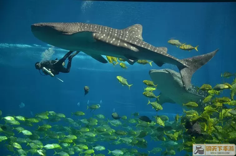 深海水族馆如何获得鲸鲨？深海水族馆捕获鲸鲨技巧