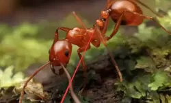 小小蚁国前期用什么蚂蚁？小小蚁国前期利用蚂蚁