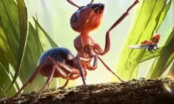小小国蚁 蚁国小小