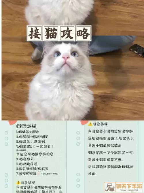 皇后吉祥喂猫攻略