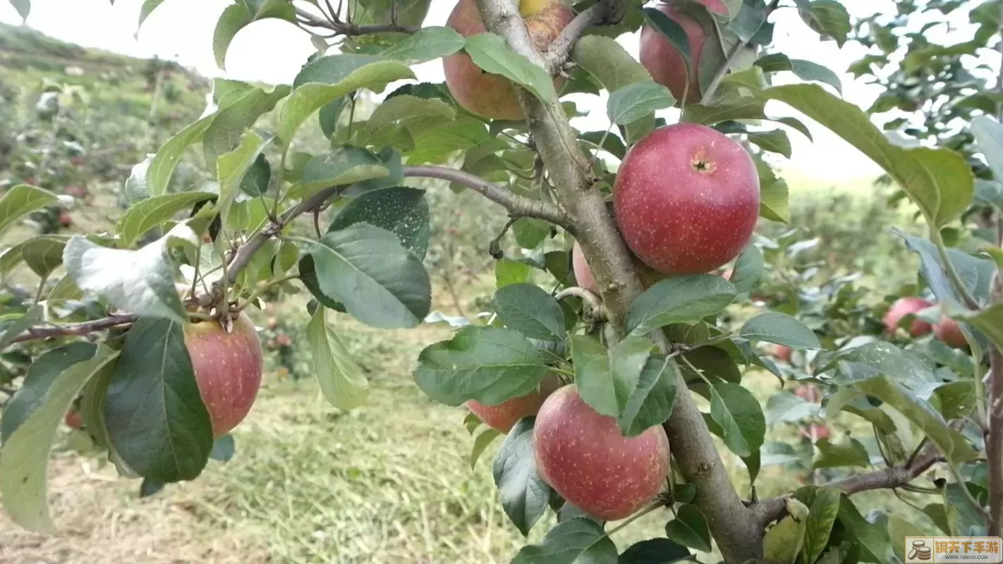 繁盛农场红宝石苹果