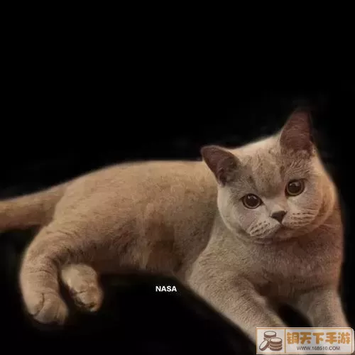 猫咪公寓2气球在哪