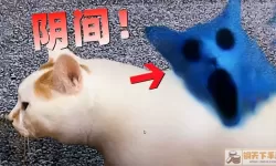 猫咪模拟器怎么玩