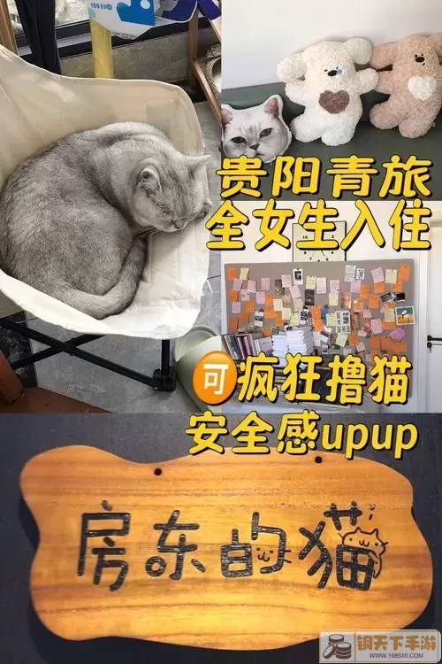 小猫玩耍